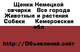 Щенки Немецкой овчарки - Все города Животные и растения » Собаки   . Кемеровская обл.